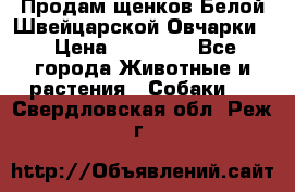 Продам щенков Белой Швейцарской Овчарки  › Цена ­ 20 000 - Все города Животные и растения » Собаки   . Свердловская обл.,Реж г.